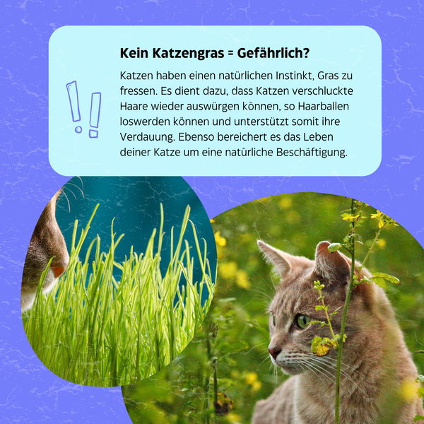 Katzengrass für die Verdauung - Katzenwiese ® von KleineKatze™